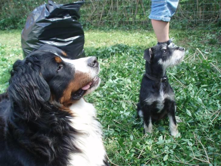 Berner sennenhund Anton - Max og Anton håber på en godbid. billede 11