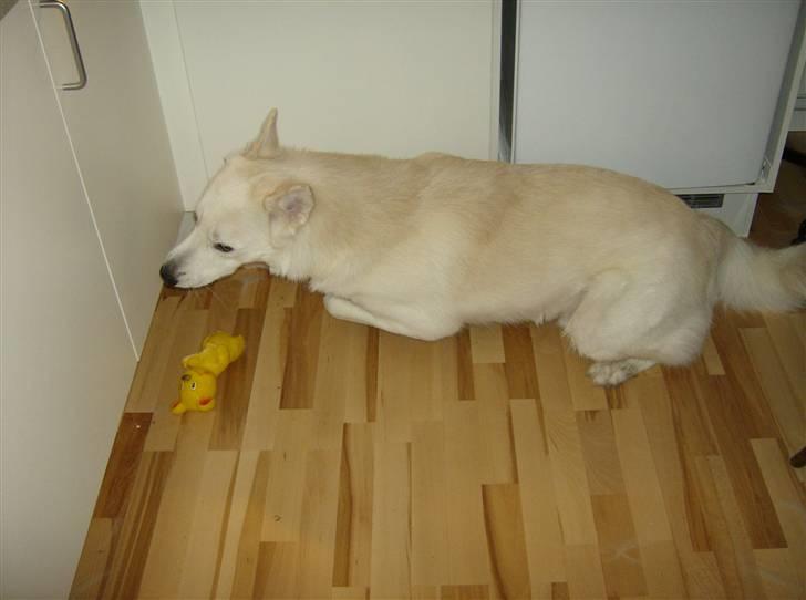 Blanding af racer Iga billede 12