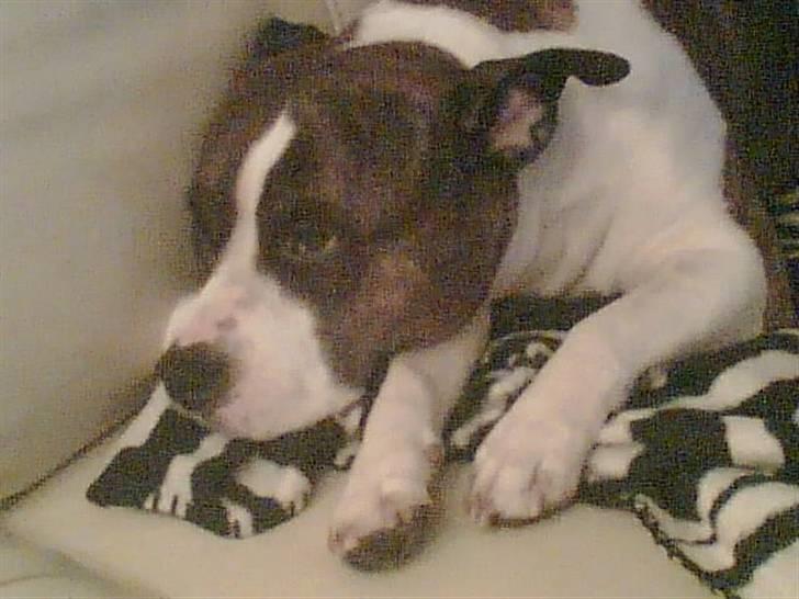 Amerikansk staffordshire terrier <'3 -Louisianna-<'3 R.I.P billede 5
