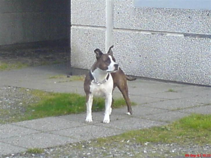 Amerikansk staffordshire terrier <'3 -Louisianna-<'3 R.I.P - Synes selv, jeg ser godt ud ! Når jeg står oprejst.. billede 6