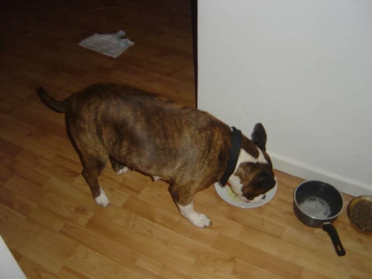 Amerikansk staffordshire terrier <'3 -Louisianna-<'3 R.I.P - lækker sulten, er man vel altid.. billede 7