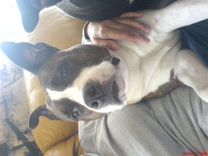 Amerikansk staffordshire terrier <'3 -Louisianna-<'3 R.I.P - Ligger lige ved mor.. Hun holder rigtig udenom mig.. billede 8