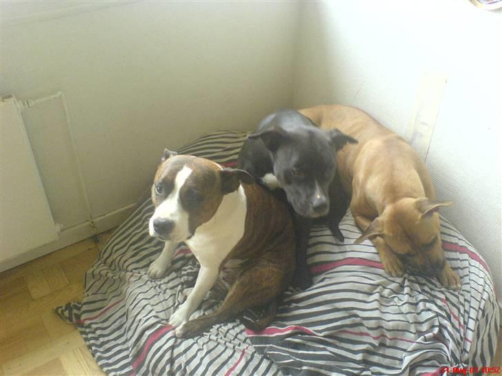 Amerikansk staffordshire terrier Hotte R.I.P 31.5. 2009 - Hotte, Lugter og Lousi billede 3