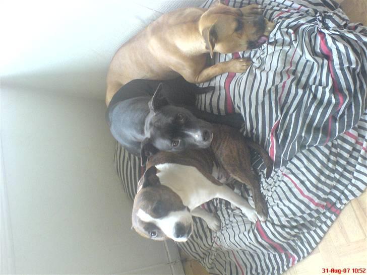 Amerikansk staffordshire terrier Hotte R.I.P 31.5. 2009 - sidder lige sammen med min mor Lousi og, søster Lugte (: billede 4