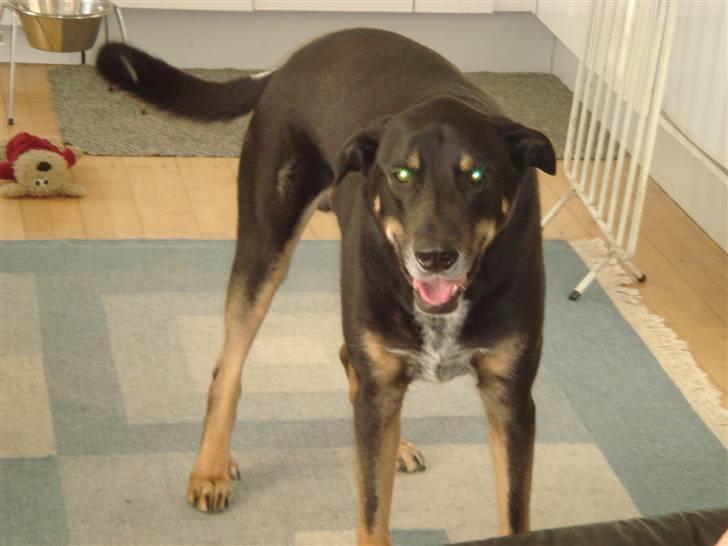 Blanding af racer Baloo billede 15