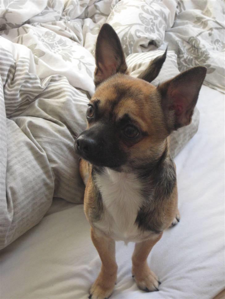 Chihuahua Romeo - Hvor er det bare sjovt at få taget billeder !! billede 13