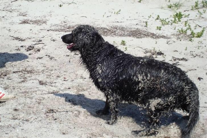 Blanding af racer Jackie *Død* - Så er vi ved vandet en dejlig forårs dag :0) billede 13