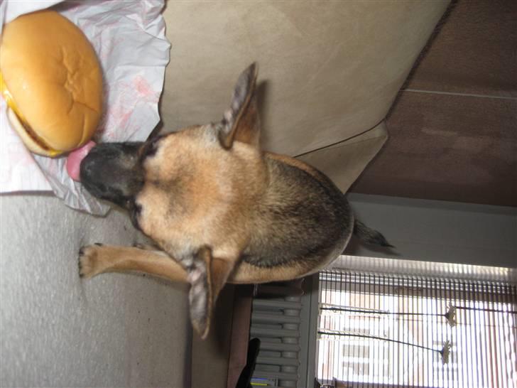 Chihuahua Romeo - Jubii en burger til mig :) billede 14