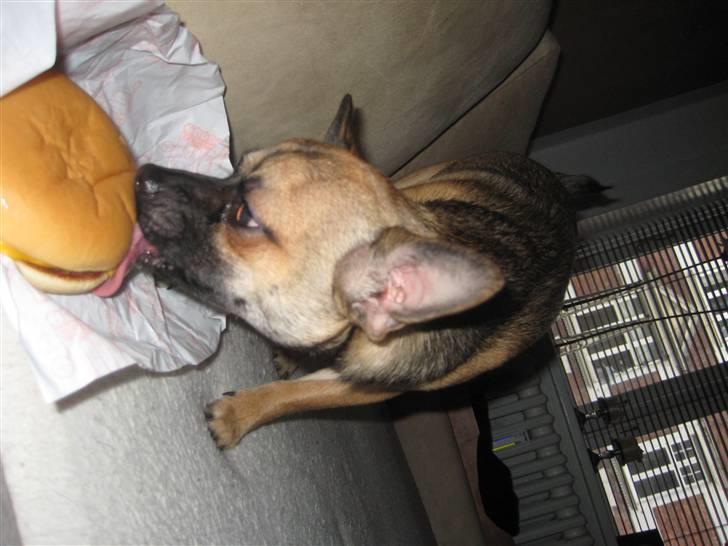 Chihuahua Romeo - mmmm billede 15