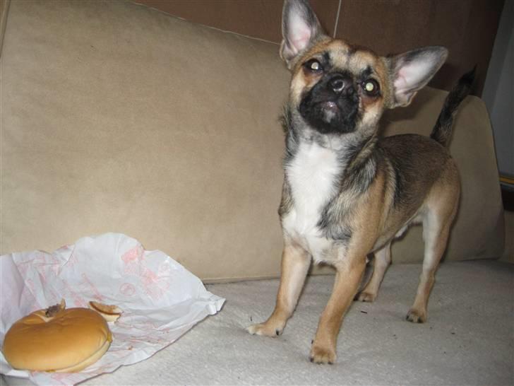 Chihuahua Romeo - Hvor er jeg bare heldig :) billede 16