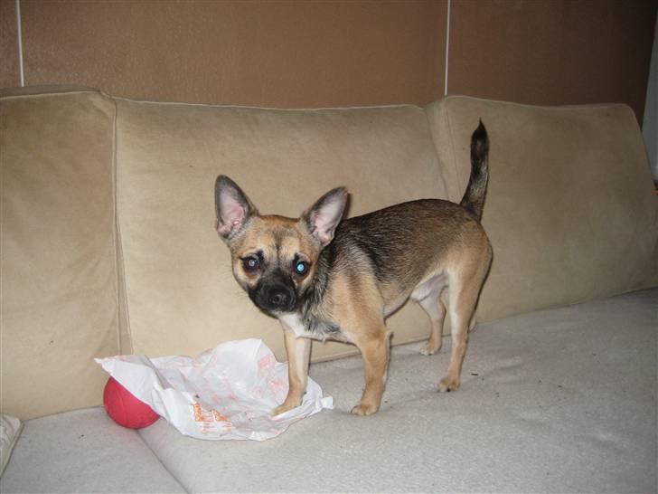 Chihuahua Romeo - Tak for mad !!! billede 17
