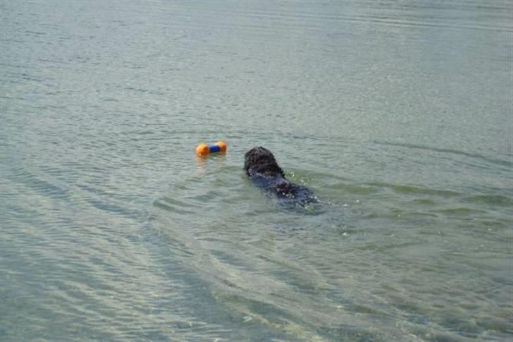 Blanding af racer Jackie *Død* - Hun elsker at bade billede 14