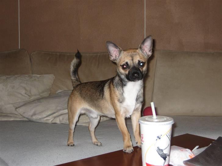 Chihuahua Romeo - Så lige en cola til sidst, så er jeg kørende igen :) billede 18