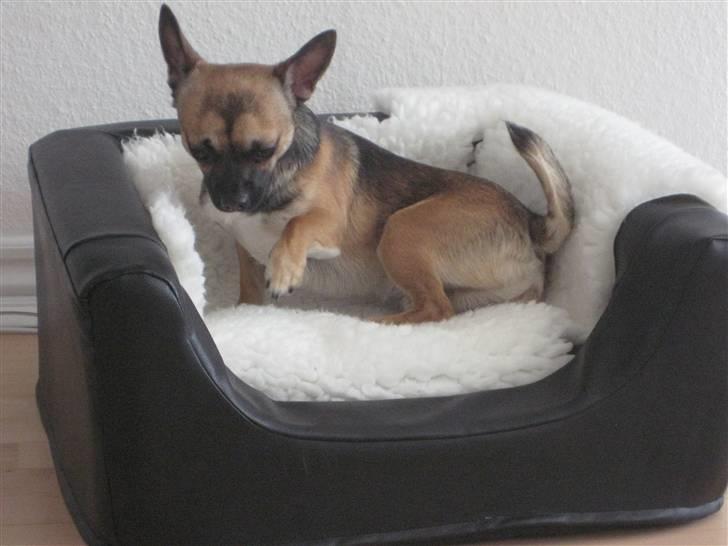 Chihuahua Romeo - Godmorgen !! billede 19