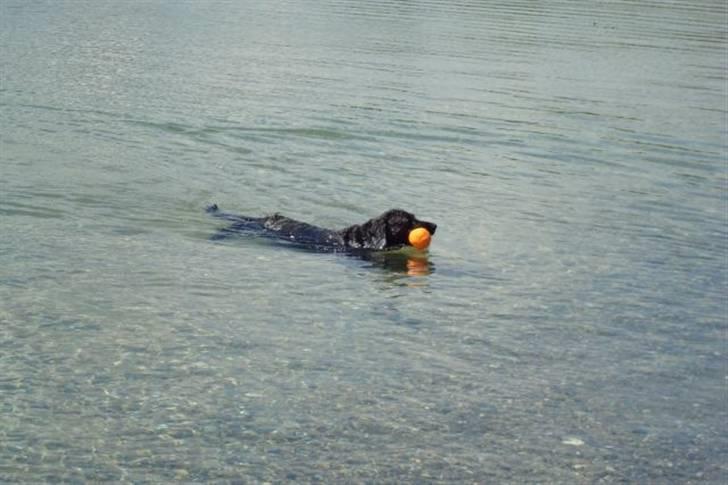 Blanding af racer Jackie *Død* - Jaa, fik den ;0) billede 15