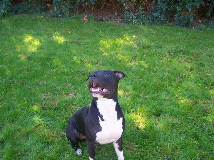 Amerikansk staffordshire terrier solo bellare anubis - smiler højt :) billede 4