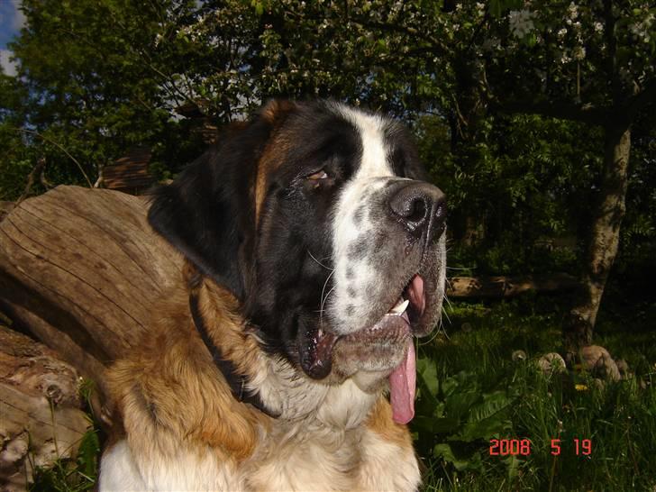 Sankt bernhardshund Balder billede 17