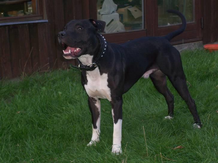 Amerikansk staffordshire terrier solo bellare anubis - fin opstilling billede 13