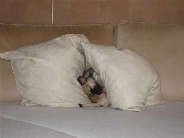 Chihuahua Romeo - Her elskede jeg, at sove da jeg var lille oppe i sofaen !!  billede 20