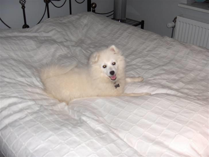 Japansk spids Tanilla billede 2