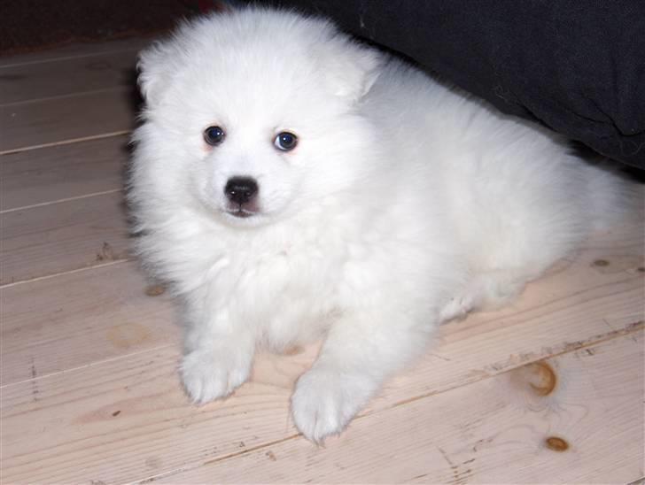 Japansk spids Tanilla billede 3