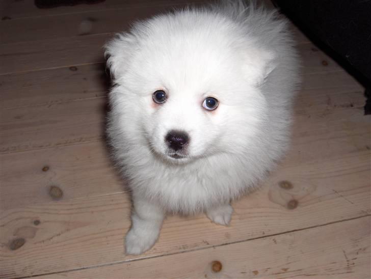 Japansk spids Tanilla billede 4