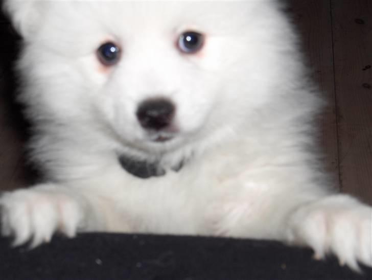 Japansk spids Tanilla billede 5