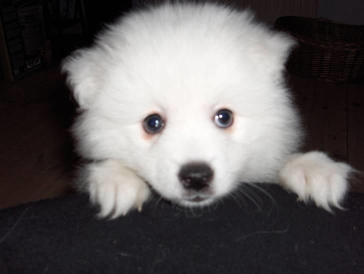 Japansk spids Tanilla billede 6