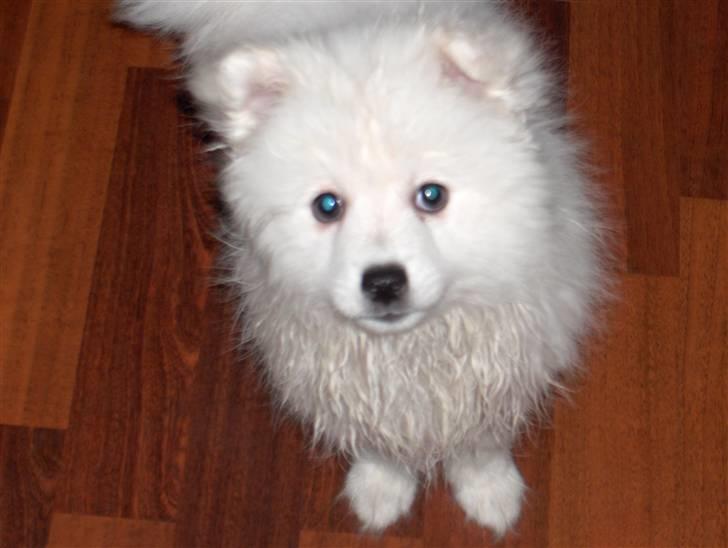 Japansk spids Tanilla billede 7