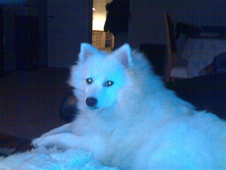 Japansk spids Tanilla billede 8