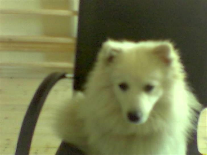 Japansk spids Tanilla billede 9