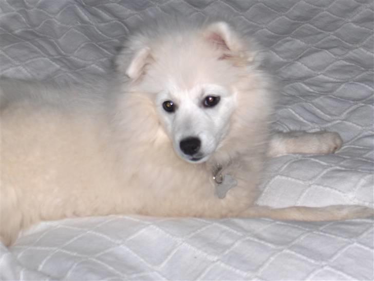 Japansk spids Tanilla billede 10