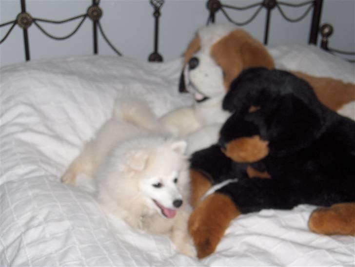 Japansk spids Tanilla billede 11