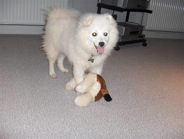 Japansk spids Tanilla billede 12