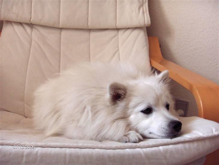 Japansk spids Tanilla billede 13