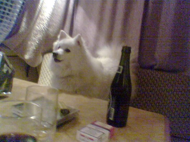 Japansk spids Tanilla billede 14