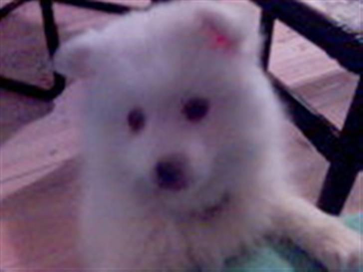 Japansk spids Tanilla billede 15