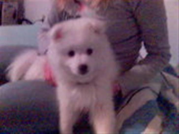 Japansk spids Tanilla billede 16