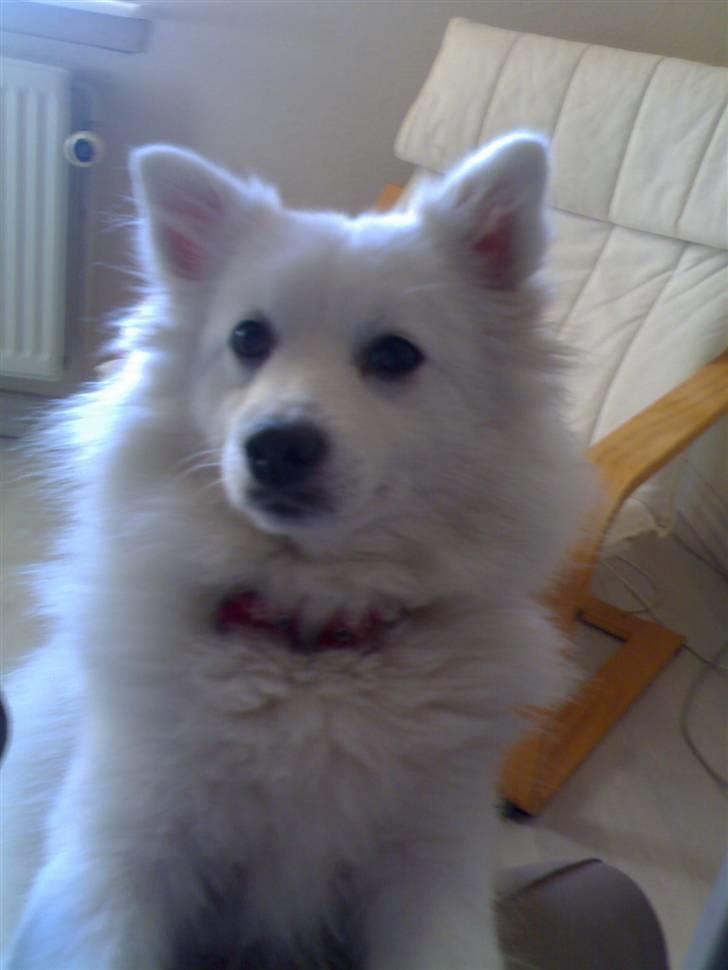 Japansk spids Tanilla billede 17