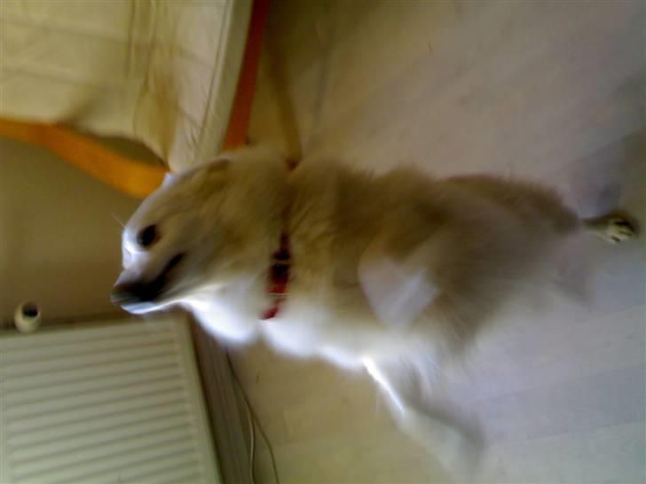 Japansk spids Tanilla billede 18