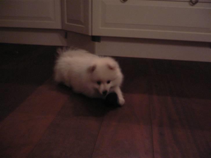 Japansk spids Tanilla billede 19