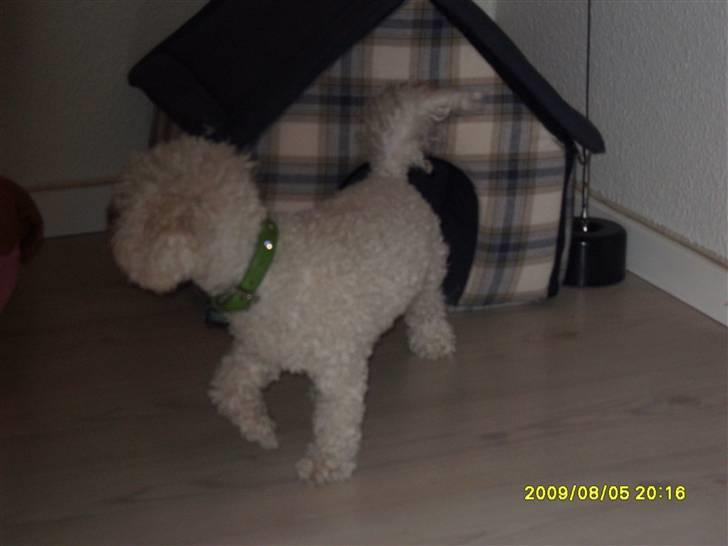 Bolognese Pufi billede 9