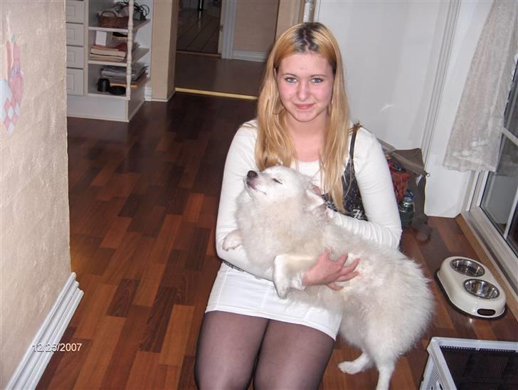 Japansk spids Tanilla billede 20