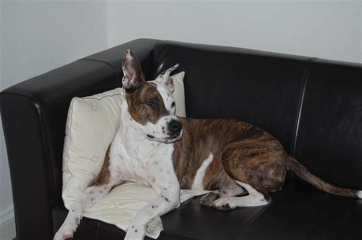 Blanding af racer Lady Di billede 18