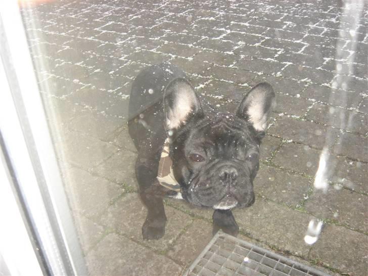 Fransk bulldog Koda (Lancome's Æmmerick) billede 14