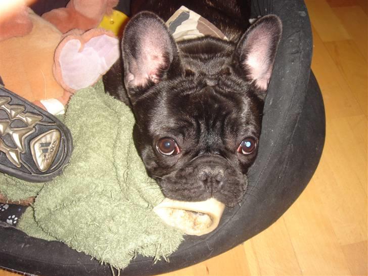 Fransk bulldog Koda (Lancome's Æmmerick) billede 15