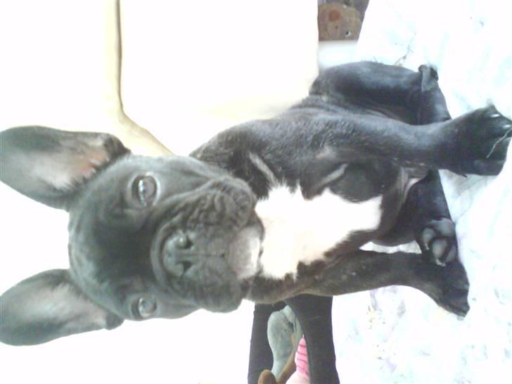 Fransk bulldog Koda (Lancome's Æmmerick) billede 16