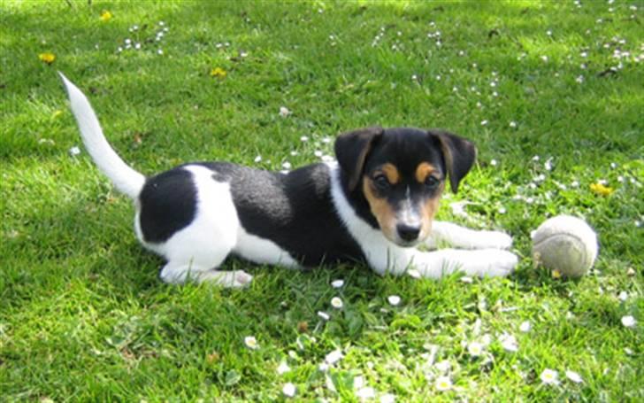 Jack russell terrier Lilo - Se mig! Er jeg ikke sød? billede 1