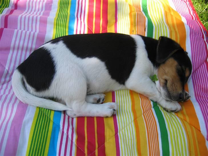 Jack russell terrier Lilo - Zzzz... Man bliver træt af en lang dag i haven. billede 2