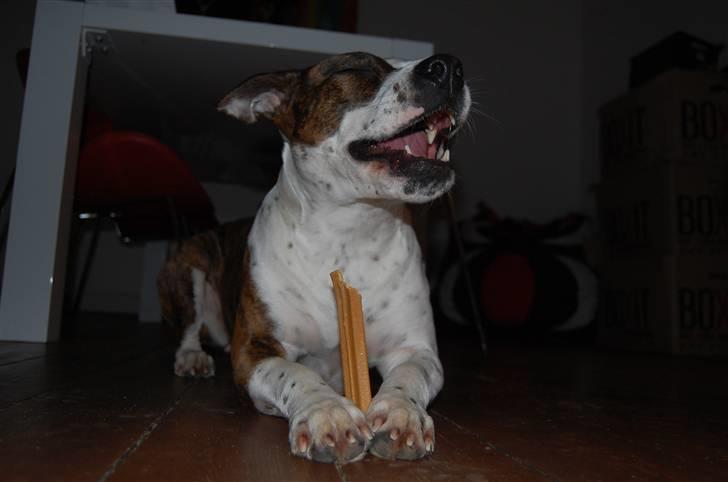 Blanding af racer Lady Di - mums billede 20